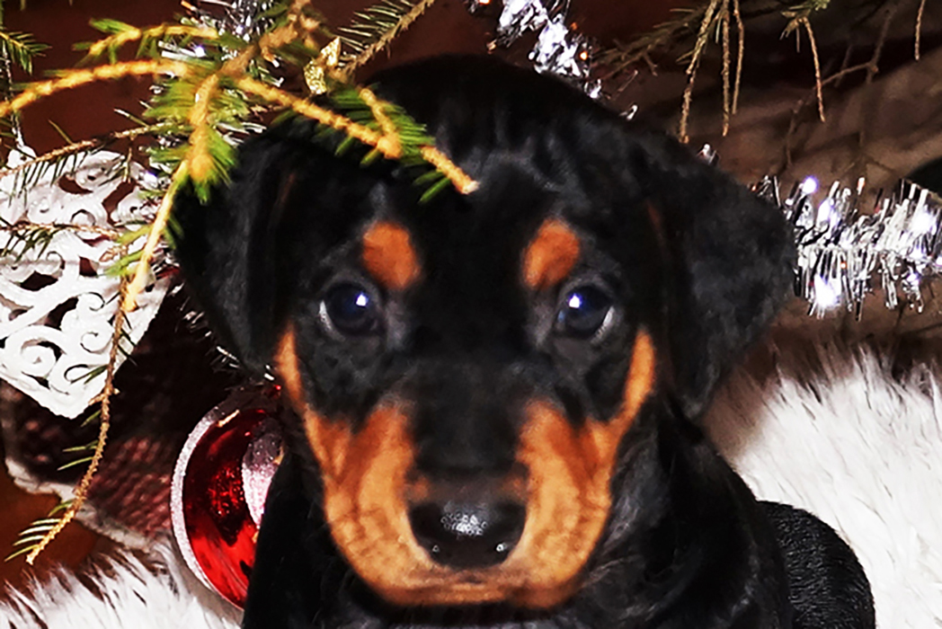 Pinscher * Xélanc Incredible Ilyssa 5 veckor
